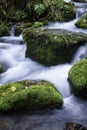 Streamlet in a forest Royalty Free Stock Photo