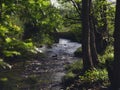Streams cross the forest, a small stone bridge across the stream, the sun through the forest to the creek