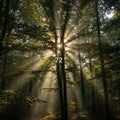 Streams through a dense forest, creating striking beams of light Royalty Free Stock Photo