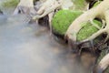 Streams flowing through the trees