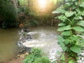 Streams with lush greenery. And the sun shines. Royalty Free Stock Photo