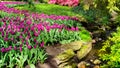 Streams and ponds in park garden landscaping. Tulips grow on the bank of a small stream, river in Keukenhof, the Netherlands. Royalty Free Stock Photo