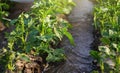 Streams of water flow between rows of potato bushes. Growing crops in early spring using greenhouses. Farming furrow irrigation Royalty Free Stock Photo