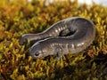 Streamside salamander, Ambystoma barbouri, portrait Royalty Free Stock Photo