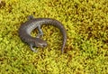 Streamside Salamander Royalty Free Stock Photo