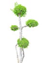 Streblus asper tree Royalty Free Stock Photo