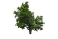 Streblus asper tree on isolated background Royalty Free Stock Photo