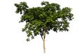Streblus asper tree on isolated background Royalty Free Stock Photo