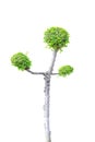 Streblus asper tree Royalty Free Stock Photo