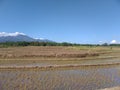 A strech of rice fields that have just been planted Royalty Free Stock Photo