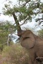 Streching Elephant Royalty Free Stock Photo