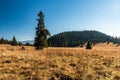 Stredna polana meadow in autumn Chocske vrchy mountains in Slovakia