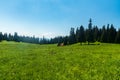 Stredna polana meadow bellow Velky Choc hill in Chocske vrchy mountains in Slovakia