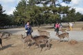 Deer, reindeer, wildlife, tree, herd, plant, landscape