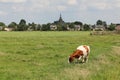 Streefkerk Pasture Royalty Free Stock Photo