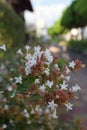 Street of Abelia