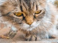 Street angry cat in the sunny day.  Homeless cat on the city street around looking for food Royalty Free Stock Photo