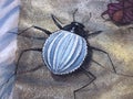 Street art in Duesseldorf - graffiti of a beetle