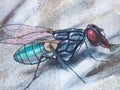 Street art in Duesseldorf - graffiti of a fly