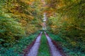 Street into an autumn forest Royalty Free Stock Photo