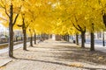 Avenue changing colors trees city yellow golden autumn fall mont
