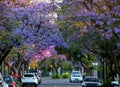 Street of beautiful violet vibrant jacaranda in bloom. Tenderness. Romantic style Royalty Free Stock Photo