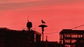 Street bird seagul sit on lantern on pink sunset in city porto franco Tallinn Estonia