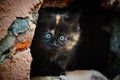 Street black-ginger kitten with blue eyes looking into camera