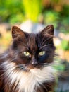 Street black and white cat.