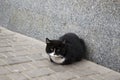 Street black and white cat.