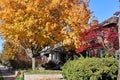 street with brilliant fall colors Royalty Free Stock Photo
