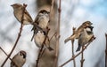 STREET brown sparrows perch on a branch, birds in the thick branches of an acacia tree. Wild and free nature. photo animalism.