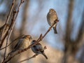 STREET brown sparrows perch on a branch, birds in the thick branches of an acacia tree. Wild and free nature. photo animalism.