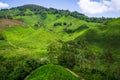 The street of Cameron Highlands - Scenic Hill Station Malaysia