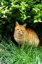 Street cat Royalty Free Stock Photo