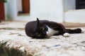 Street cat Royalty Free Stock Photo