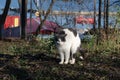 The street cat is basking in the sun. Yard  abandoned cat. Royalty Free Stock Photo