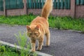 Street cat. A beautiful red fluffy cat walks down the street in summer Royalty Free Stock Photo