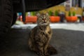 A street cat below car in Istanbul, Turkey. Royalty Free Stock Photo
