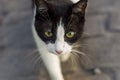 Street cat. A cat's muzzle close-up, a cat of black and white color. Cute stray cat close-up detail Royalty Free Stock Photo