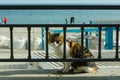 Street cat. Cat on the seashore. The cat walks on the street. Abandoned pet.