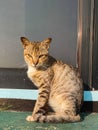 Street cat at the door with angry face looking to the camera