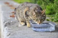 Street cat drinking on one of the streets of Istanbul