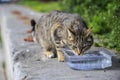 Street cat drinking on one of the streets of Istanbul