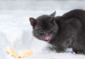 Street cat eating cold food in the snow Royalty Free Stock Photo