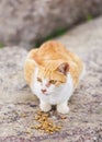 Street cat eating food Royalty Free Stock Photo