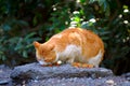 Street cat eating food on rock Royalty Free Stock Photo