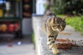 street cat eating on one of the streets of Istanbul Royalty Free Stock Photo