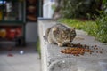 street cat eating on one of the streets of Istanbul Royalty Free Stock Photo