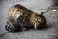 Street cat eating on the pavement Royalty Free Stock Photo